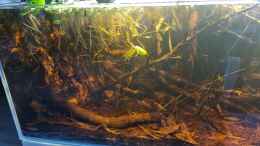 aquarium-von-rainooo-igarape-do-daracua-flooded-forest-rio-negro_Überarbeitung Boden