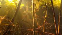 aquarium-von-rainooo-igarape-do-daracua-flooded-forest-rio-negro_Neons spiegeln an der Oberfläche