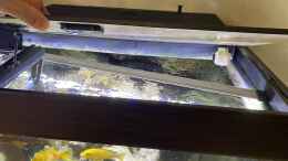 aquarium-von-axel-pospischil-malawi-spielwiese_LED Leuchte als Erstatz für alte T5