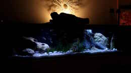 aquarium-von-florian-bandhauer-lake-malawi-3-0---sandzone_Becken leicht schräg aufgenommen