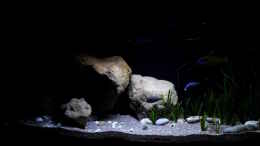 aquarium-von-florian-bandhauer-lake-malawi-3-0---sandzone_Eindrücke mit den Stein Nachbildungen im Becken