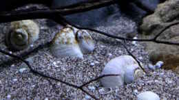 aquarium-von-florian-bandhauer-lake-malawi-3-0---sandzone_Der gewählte Bodengrund dazu echte Schneckenhäuser aus Mal