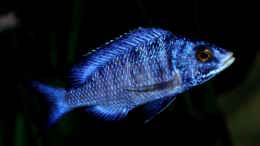aquarium-von-florian-bandhauer-lake-malawi-3-0---sandzone_Placidochromis phenochilus ´mdoka´