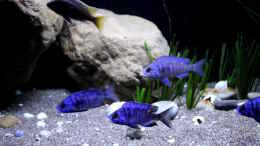 aquarium-von-florian-bandhauer-lake-malawi-3-0---sandzone_Placidochromis phenochilus ´mdoka´