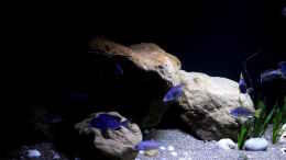 aquarium-von-florian-bandhauer-lake-malawi-3-0---sandzone_Placidochromis phenochilus ´mdoka´ und Pseudotropheus sp. 