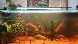 aquarium-von-thilo-kuechen-aquarium_Update mit neuen Pflanzen 