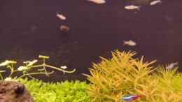 aquarium-von-c-na-am-berghang_Batik-Rennschnecke an der hinteren Scheibe, Augenfleckbärbl