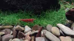 aquarium-von-c-na-am-berghang_Sakura Red Shrimp (Neocaridina davidi) v. 11.02.2024