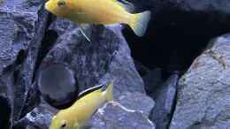 aquarium-von-stephan-senger-malawi-aquarium-mbuna--nonmbuna_Eine Gruppe Labidochromis Yellow