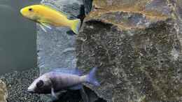 aquarium-von-stephan-senger-malawi-aquarium-mbuna--nonmbuna_Yellow & Gissel