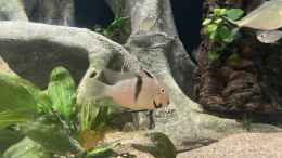 aquarium-von-jonnygranato-altifrons_Guianacara owroewefi