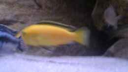 Foto mit Labidochromis Yellow