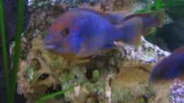 aquarium-von-maurice-overheu-becken-4540_labidochromis hongi 