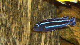 Foto mit Melanochromis maingano 1
