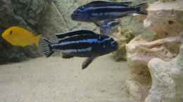 Foto mit Zwei Melanochromis maingano