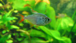 Foto mit Hyphessobrycon columbianus (Rot-blauer Kolumbianer)