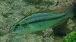 Foto mit Dimidiochromis compressiceps  Bock