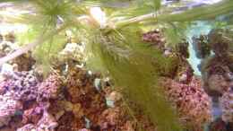 Foto mit Wasserhyazinthe (Eichhornia crassipes)