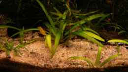 aquarium-von-rene-leubecher-becken-6208_Sagittaria subulata