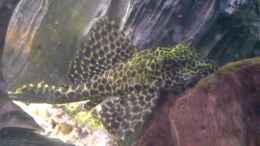 Foto mit Glyptoperichthys joselimaianus - Segelschilderwels