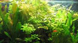 aquarium-von-dirk-meissner-becken-6259_Ech. Red Rubin u. Hygrophila polysperma