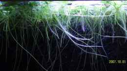 aquarium-von-sebastian-schueler-becken-6289_Muschelblumen bei Nacht sieht echt schick aus 
