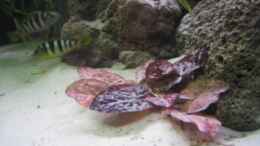 aquarium-von-stefan-lorenz-becken-6314_Tigerlotus (rot)