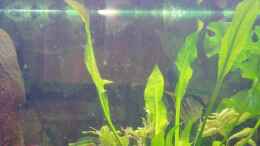 aquarium-von-felix-roedl-becken-634_...hier sieht man die Echinodorus amazonicus