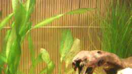 Foto mit neue Bambus-Rückwand am 24.11.2007