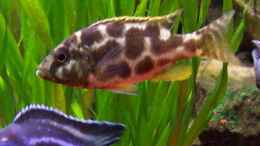 Foto mit Nimbochromis livingstoni W