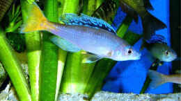 Foto mit Cyprichromis leptosoma mpulungu ( blue flash ) mänl.