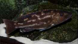 Foto mit Nimbochromis fuscotaeniatus - Weibchen