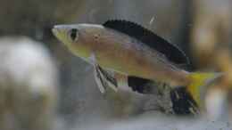 Foto mit Cyprichromis microlepidotus bulu point Männchen