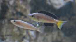 Foto mit Cyprichromis microlepidotus bulu point Männchen