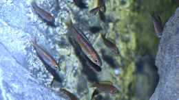 Foto mit juvenile Cyprichromis microlepidotus bulu point