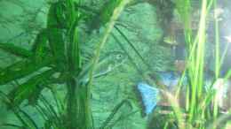 Foto mit Buccochromis Lepturus...Die Rostraten Familie