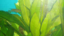 Foto mit Meine schöne Echinodorus cordifolius