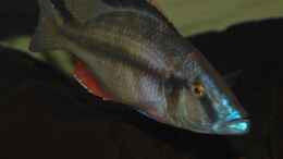 Foto mit  ><(((°> Dimidiochromis Compressiceps Bock 