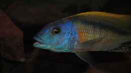 Foto mit ><(((°> Buccochromis rhoadesii F1 Bock