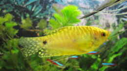 Foto mit goldener Fadenfisch