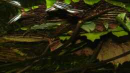 Foto mit Nannostomus marginatus (Zwergziersalmler) die den Tigerlotus als