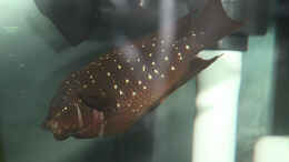 Foto mit Petrochromis trewavasae WF Eier 2