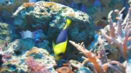 Foto mit Centropyge bicolor (Blaugelber - Zwergkaiserfisch) 