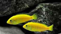 Foto mit Zwei Labidochromis Yellows 