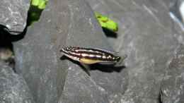 Foto mit Julidochromis aus Kapampa (Nachwuchs), 29.04.09