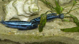 Foto mit Melanochromis Cyaneorhabdos Maingano