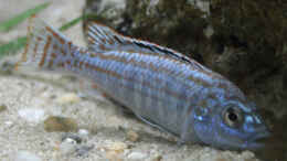 Foto mit Melanochromis Joanjohnsonae