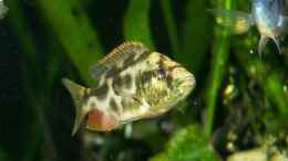 Foto mit Nimbochromis  livingstoni 