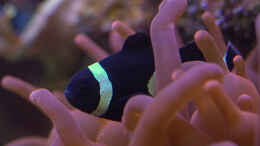 Foto mit Amphiprion percula black - Echter Clown-Anemonenfisch