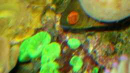 Foto mit Caulastrea furcata - Flötenkoralle oder Fingerkoralle